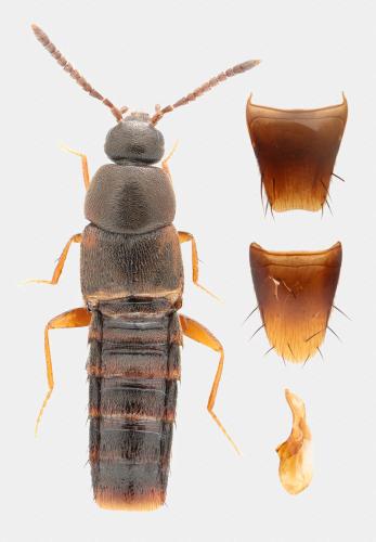 Nehemitropia lividipennis